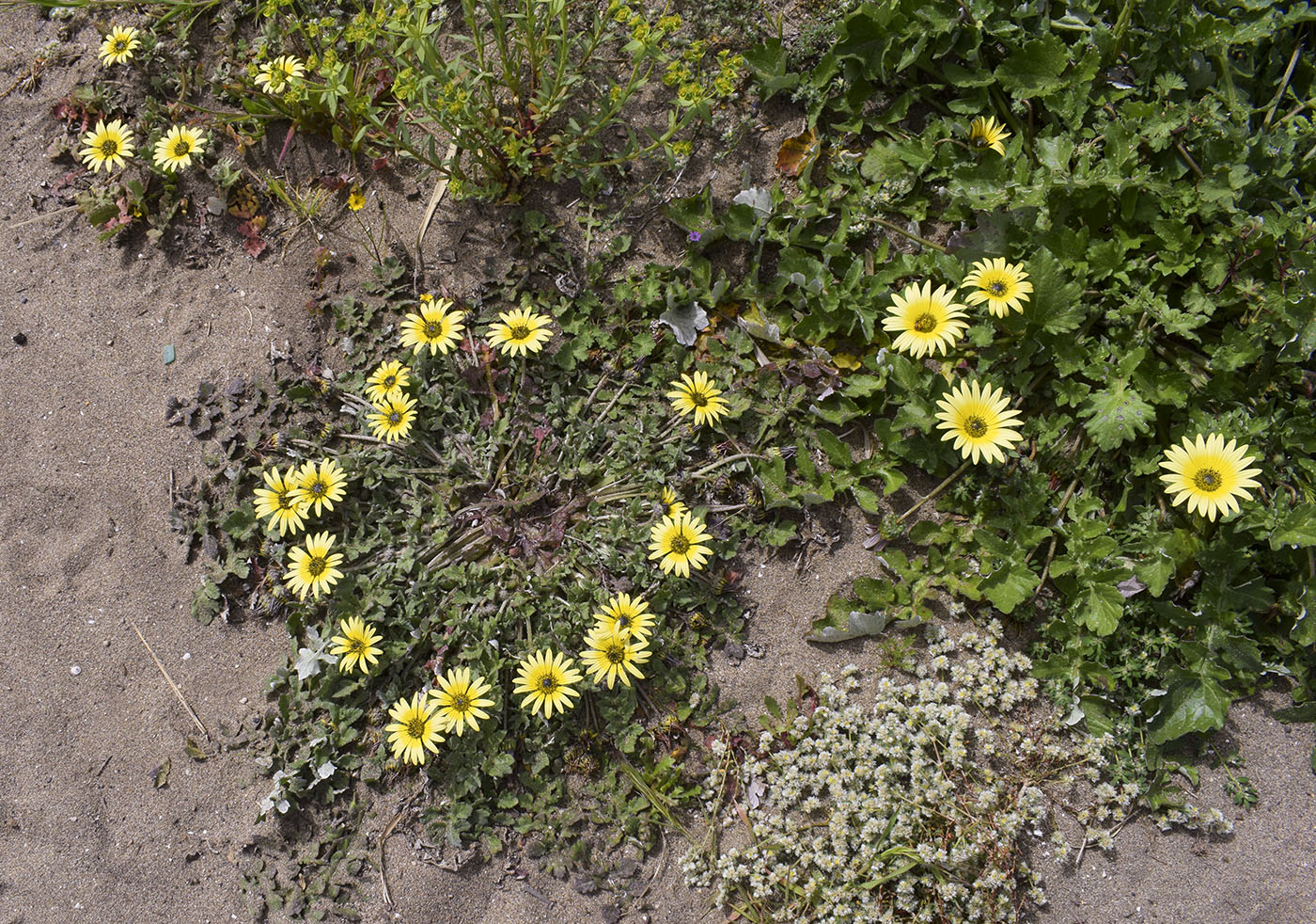 Image of Arctotheca calendula specimen.