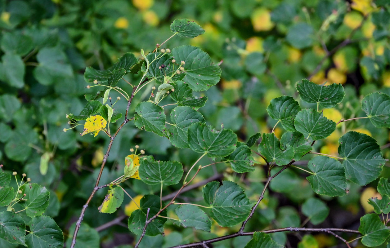 Image of Tilia cordata specimen.