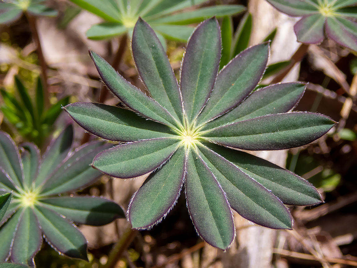 Image of Lupinus polyphyllus specimen.