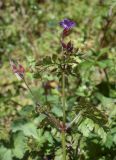 Geranium robertianum. Верхушка побега с отцветающими соцветиями и формирующимся соплодием. Испания, автономное сообщество Каталония, провинция Жирона, комарка Ла Гарроча, муниципалитет Сан-Фелиу-де-Пальеролс, 1050 м н.у.м., опушка буково-берёзового леса, разнотравное сообщество на уступе скалы. 19.04.2024.