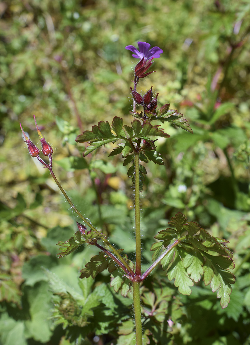 Image of Geranium robertianum specimen.