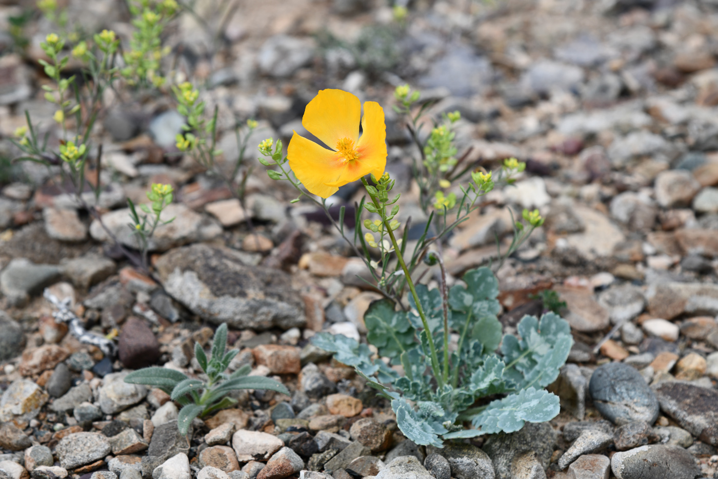 Image of Glaucium squamigerum specimen.