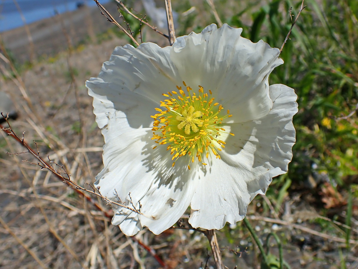 Image of Papaver amurense specimen.