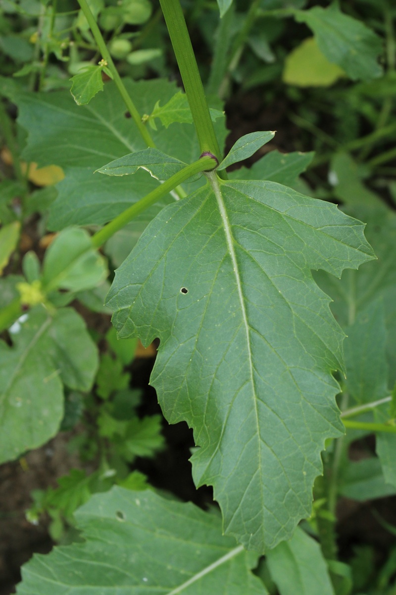 Image of Brassica juncea specimen.