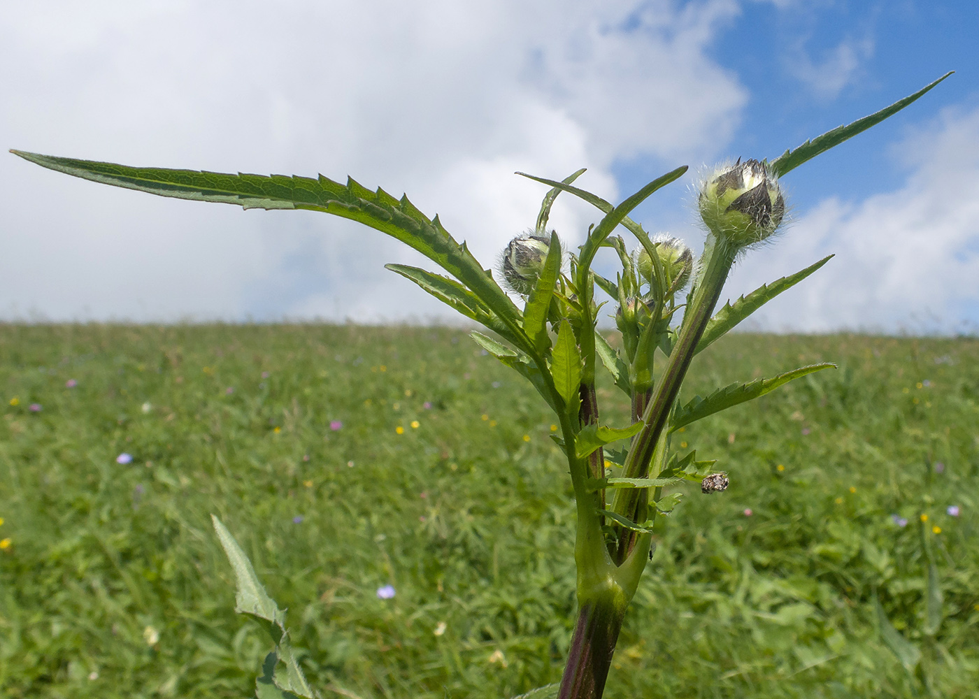 Изображение особи Cephalaria gigantea.