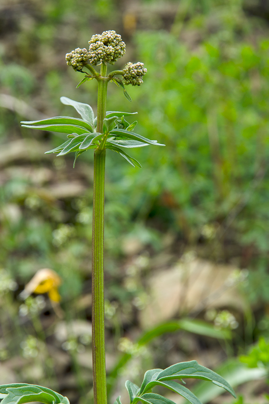 Изображение особи Valeriana wolgensis.