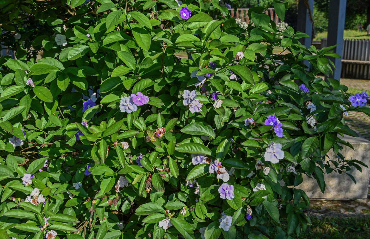 Image of Brunfelsia pauciflora specimen.