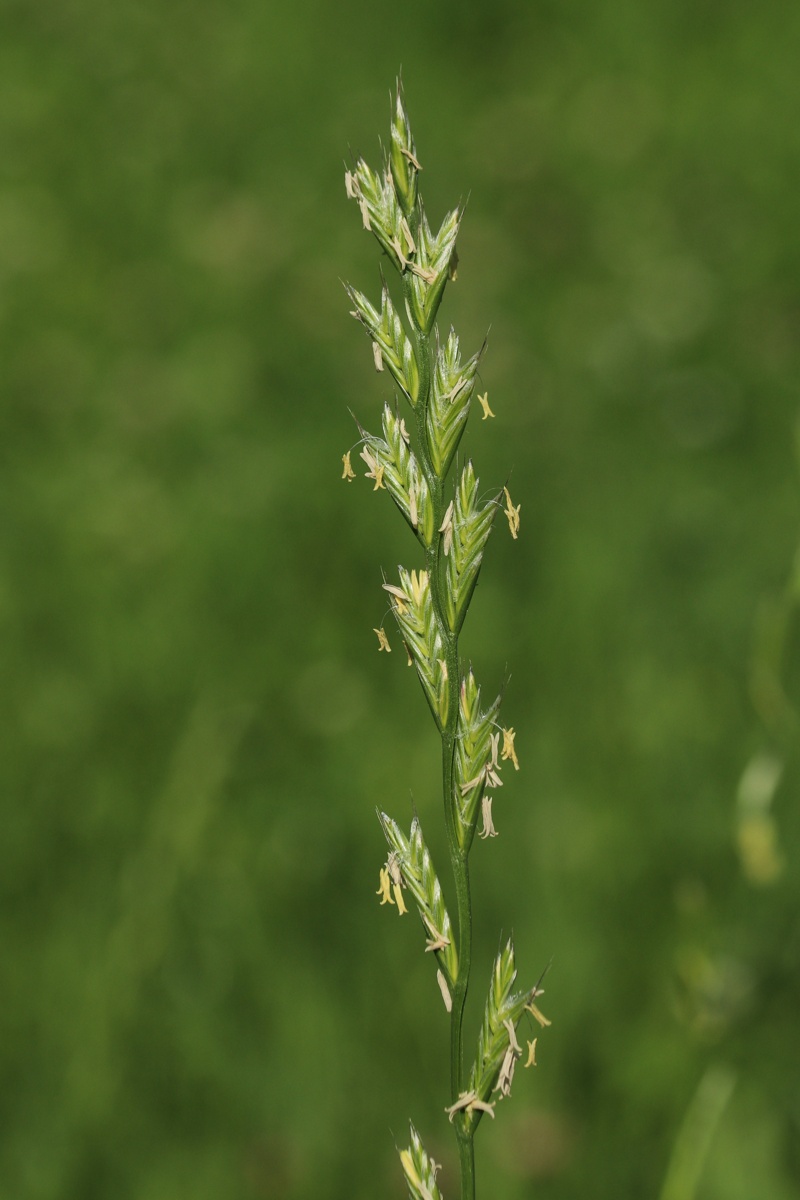 Image of Lolium multiflorum specimen.