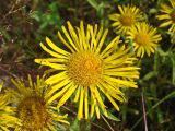 Inula britannica