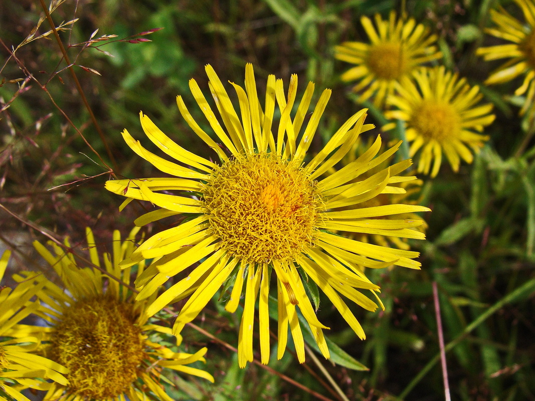 Изображение особи Inula britannica.