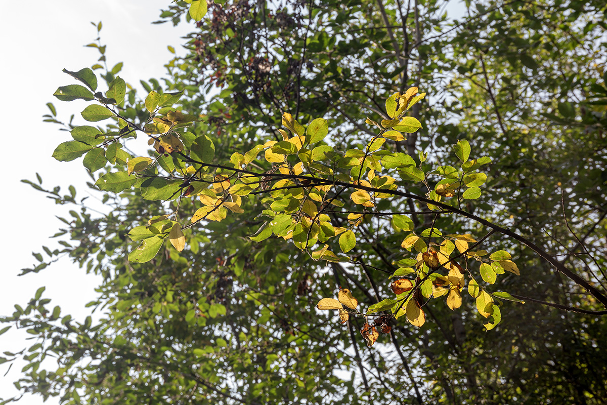 Image of genus Salix specimen.