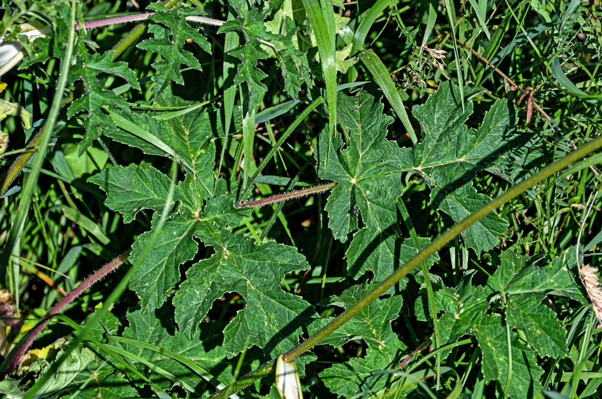 Image of Heracleum sibiricum specimen.