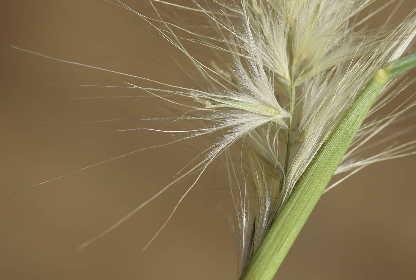 Изображение особи Pennisetum villosum.