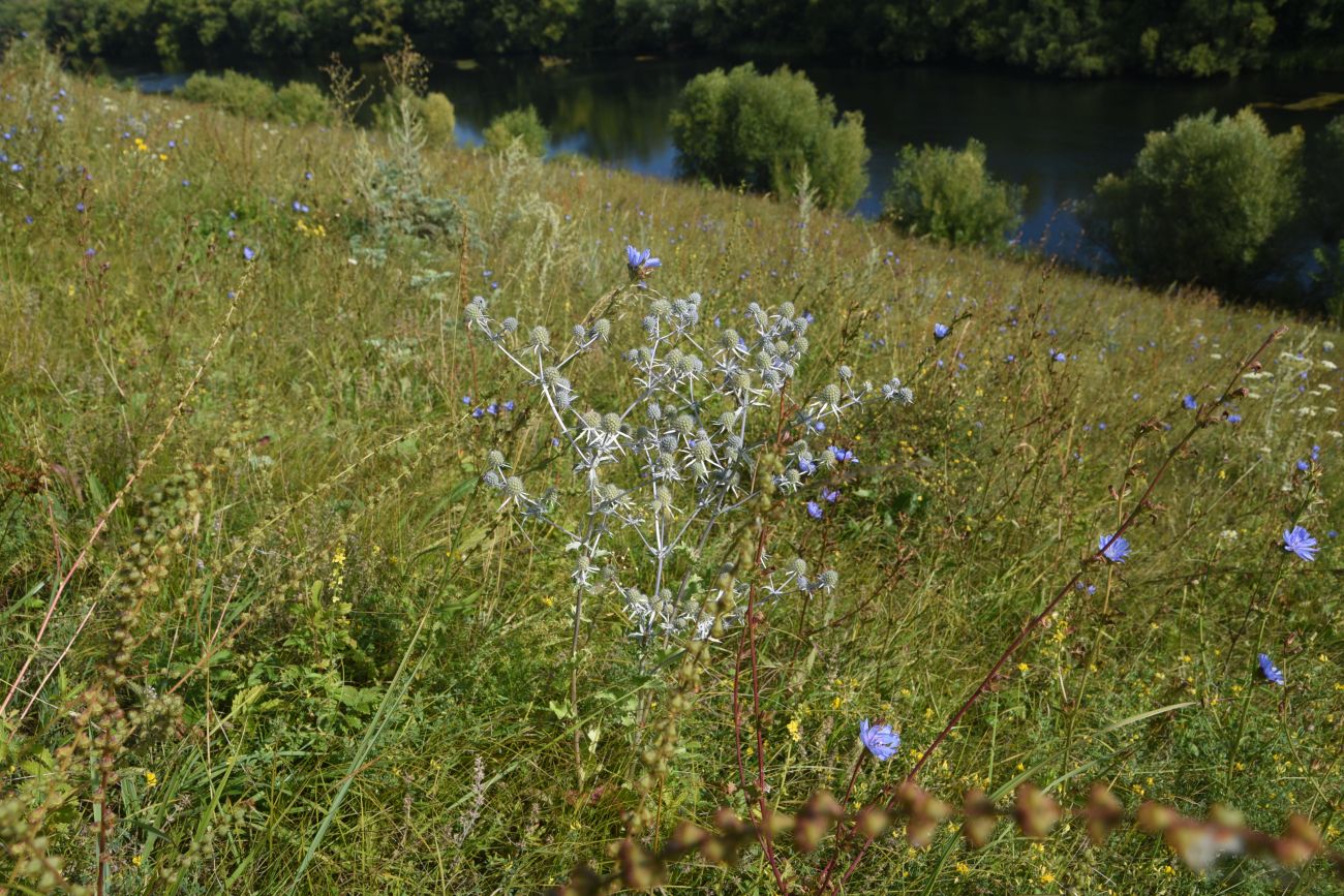 Изображение особи Eryngium planum.