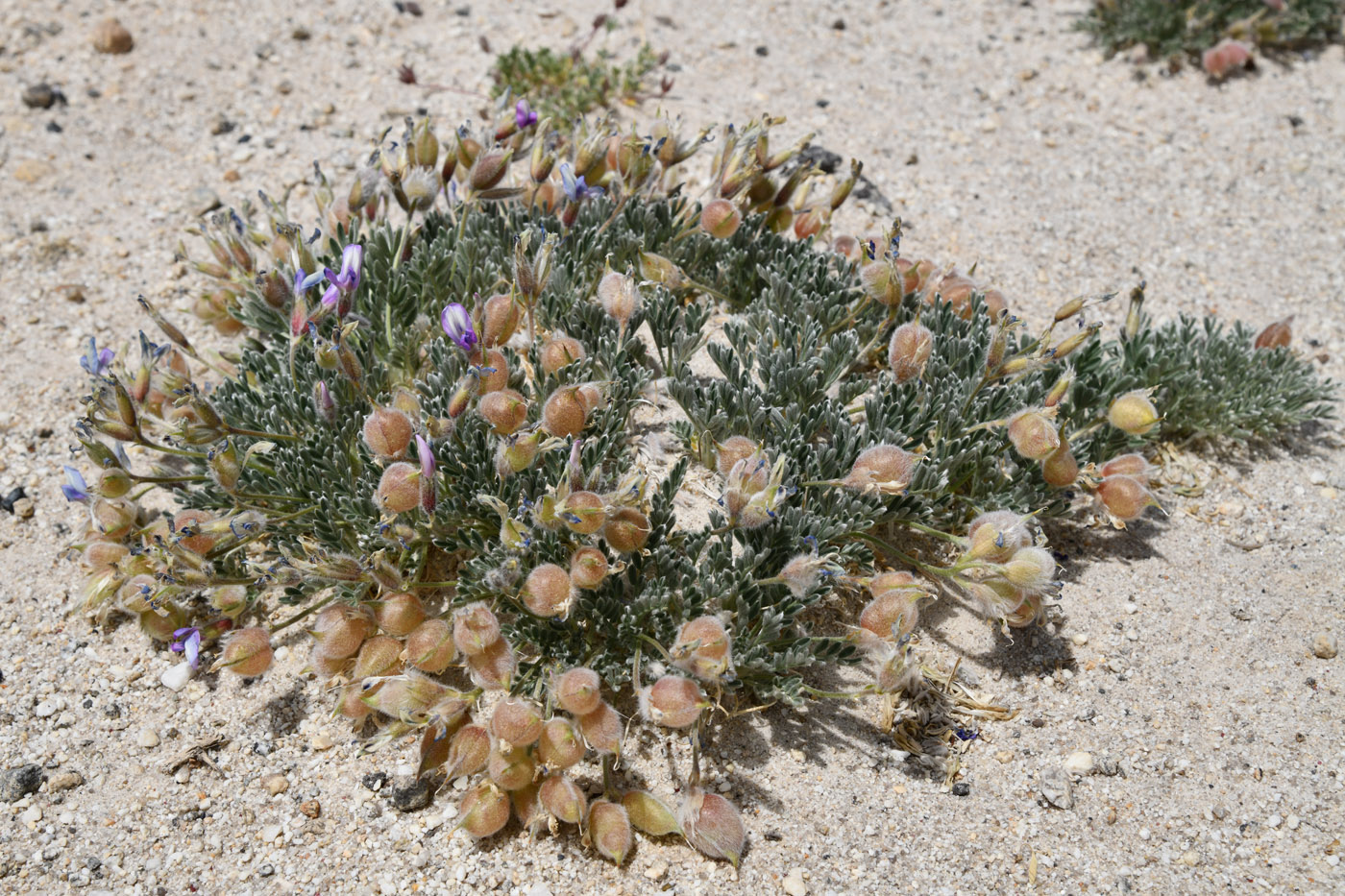 Изображение особи род Oxytropis.