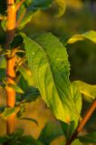 Oenothera rubricaulis. Лист. Башкортостан, Дуванский р-н, Заимкинский сельсовет, окр. дер. Усть-Аяз, долина р. Уфа, травянистый склон береговой террасы. 19 августа 2023 г.