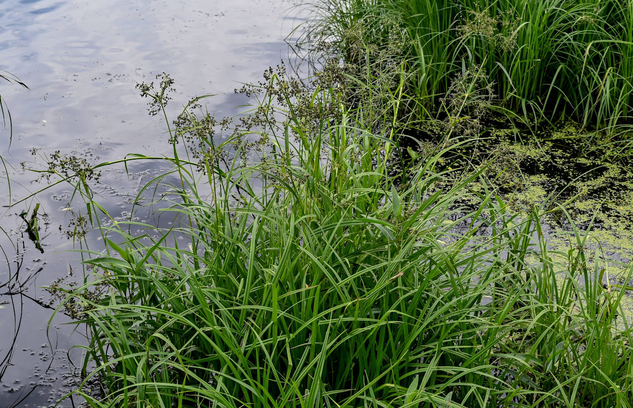 Image of Scirpus radicans specimen.