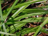 Liriope muscari