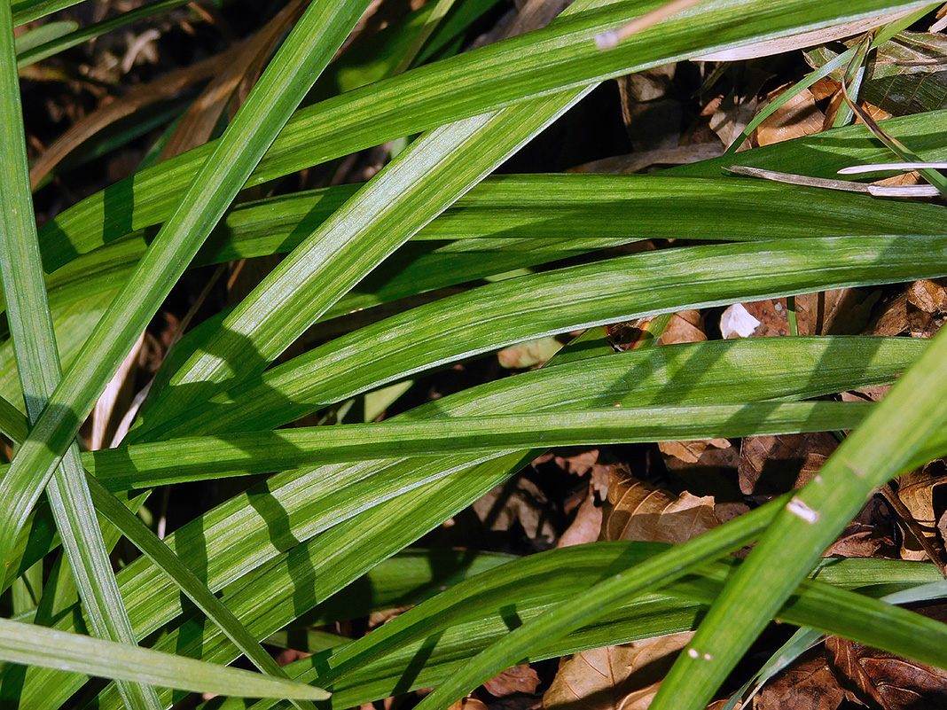 Изображение особи Liriope muscari.