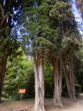 Cupressus sempervirens. Нижние части стволов и крон взросых деревьев. Крым, Южный Берег, городской округ Ялта, Массандровский парк. 29.05.2024.