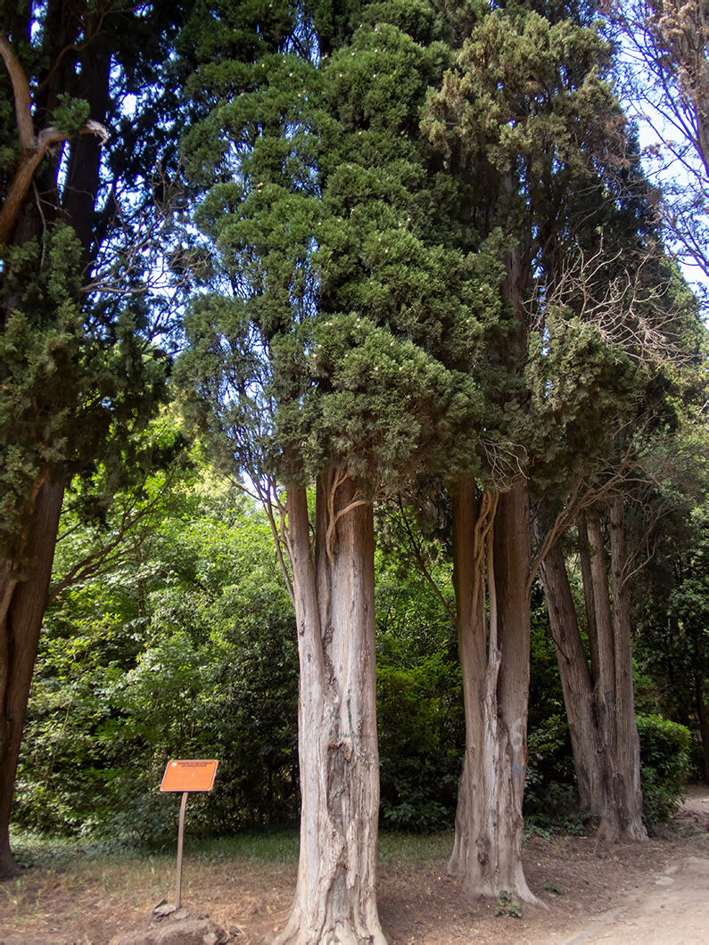 Image of Cupressus sempervirens specimen.