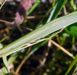 Calamagrostis pseudophragmites