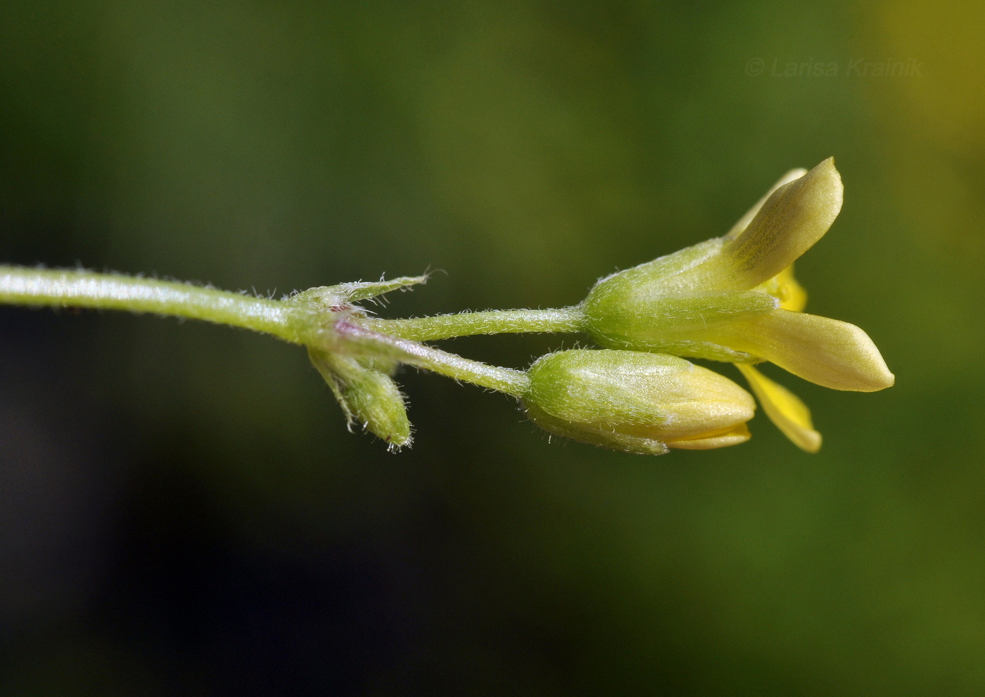 Изображение особи Oxalis corniculata.