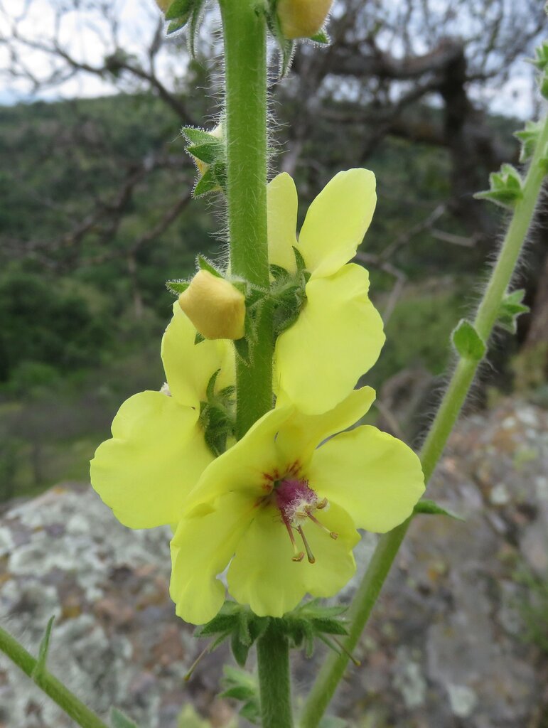 Изображение особи Verbascum adrianopolitanum.