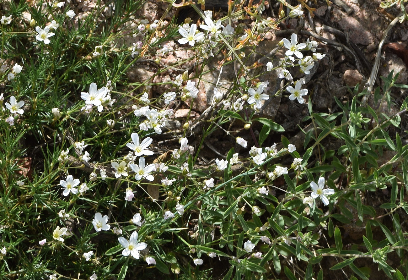 Image of Eremogone griffithii specimen.