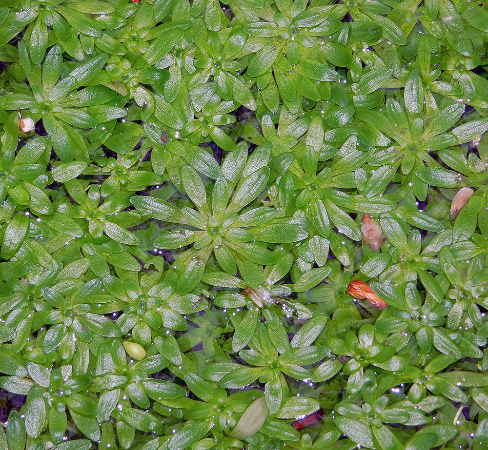 Image of Callitriche palustris specimen.