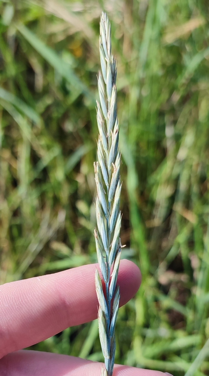 Изображение особи Elytrigia repens.