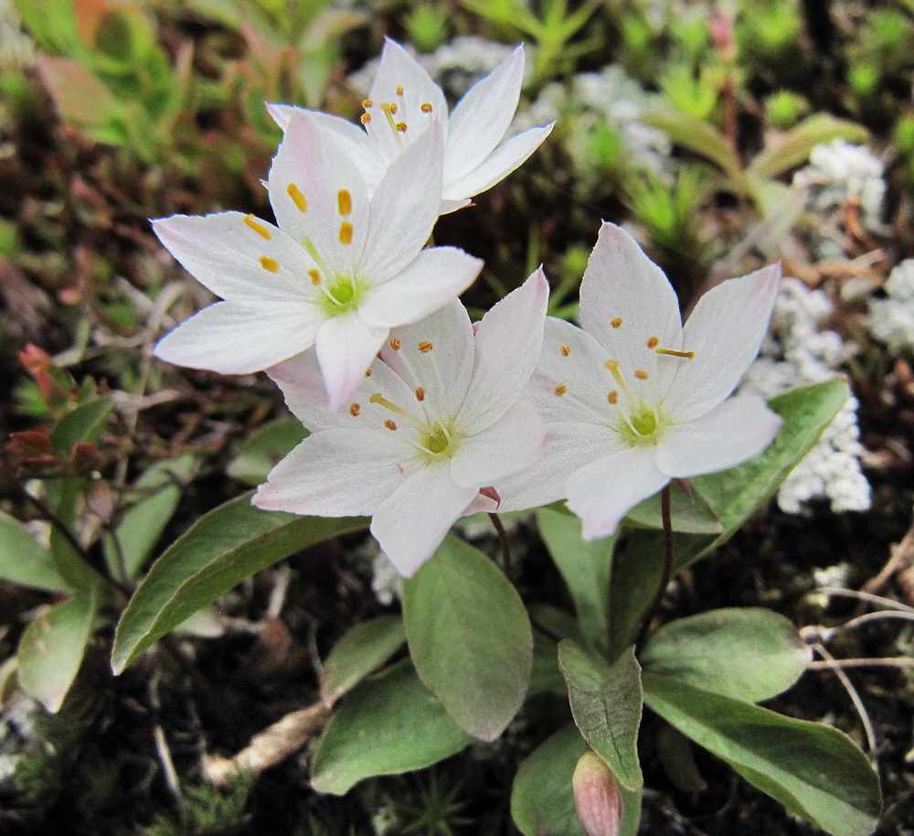 Изображение особи Trientalis europaea.