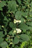 View full-size image Symphoricarpos albus variety laevigatus