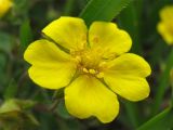 Potentilla heptaphylla. Цветок. Украина, Закарпатская обл., Виноградов, Чёрная гора, травянистый склон. 5 мая 2008 г.