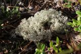 View full-size image Cladonia rangiferina