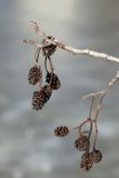 View full-size image Alnus glutinosa