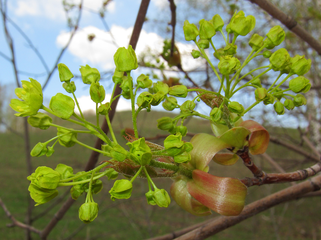 Image of Acer platanoides specimen.