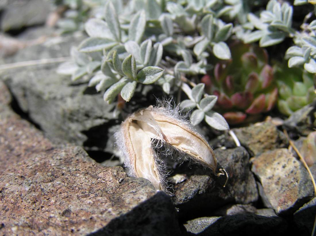 Image of Astragalus heptapotamicus specimen.