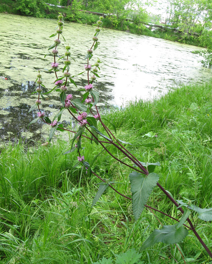 Image of Phlomoides tuberosa specimen.