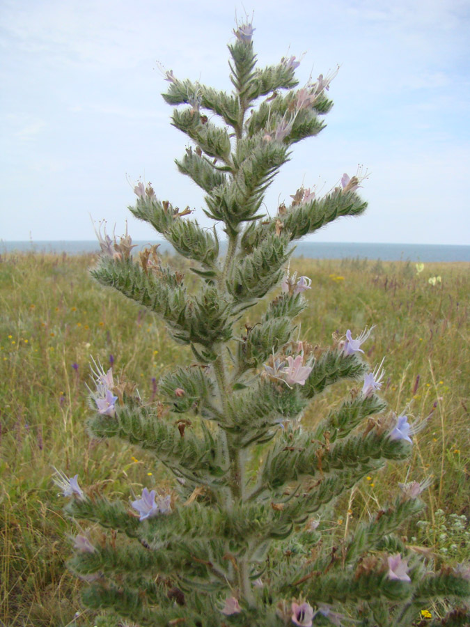 Image of Echium biebersteinii specimen.