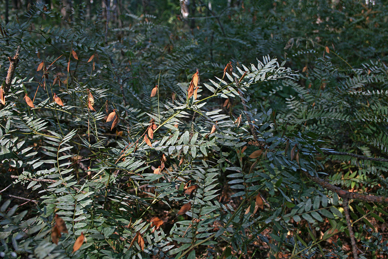 Image of Vicia cassubica specimen.