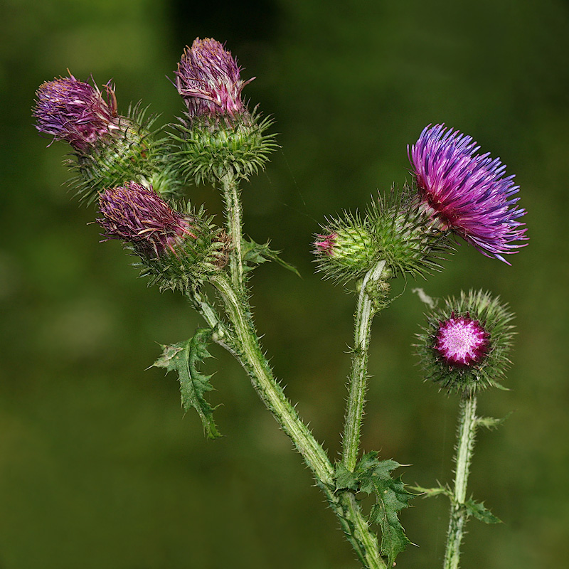 Изображение особи Carduus crispus.