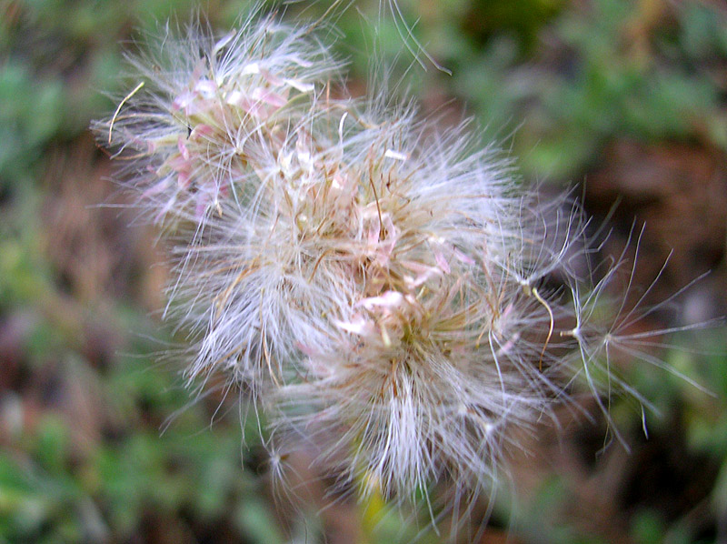 Изображение особи Antennaria dioica.