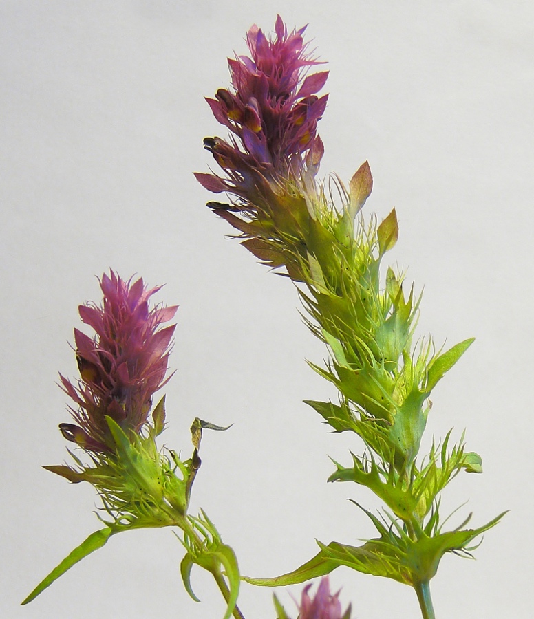 Image of Melampyrum arvense specimen.