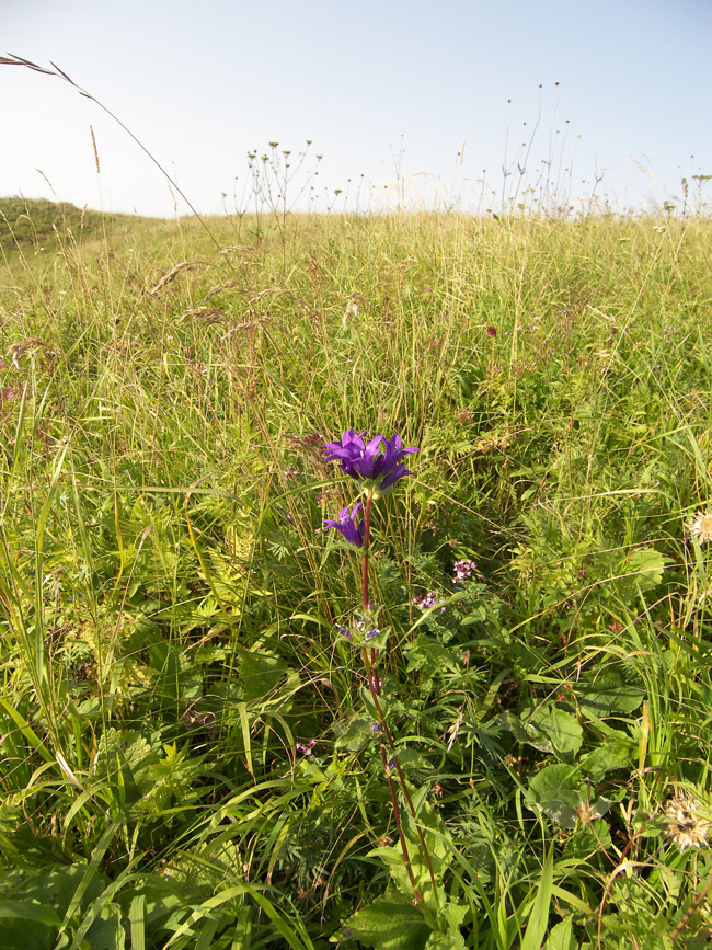 Image of Campanula glomerata ssp. oblongifolioides specimen.