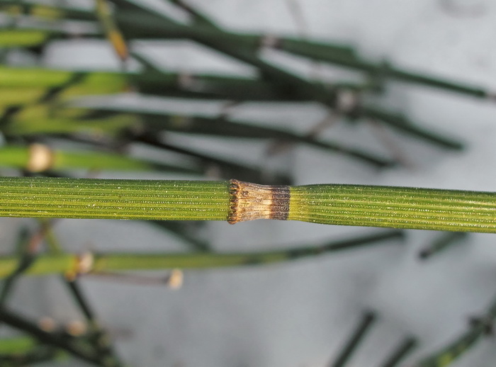 Изображение особи Equisetum hyemale.