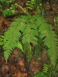 Polystichum aculeatum. Растение в начале вегетационного периода - видны перезимовавшие прошлогодние вайи и разворачивающиеся вайи текущего сезона. Украина, Закарпатская обл., Раховский р-н, широколиственный лес с преобладанием бука. 3 мая 2008 г.