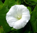 Calystegia sepium. Цветок. Астраханская обл., Володарский р-н, окр. с. Ямное, обсыхающий ерик Парфимов, рогозовые заросли. 18.08.2010.