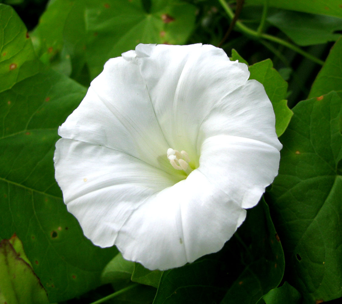 Изображение особи Calystegia sepium.