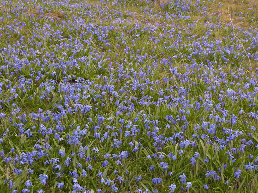 Image of Scilla siberica specimen.